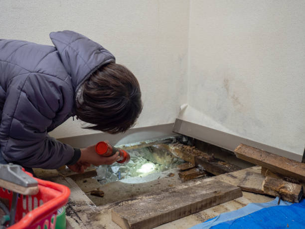 Best Real Estate Mold Inspection  in Morrisonvle, IL