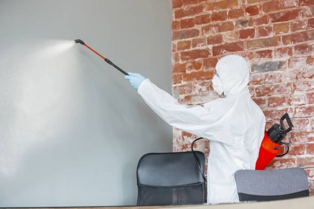 Best Water Damage & Mold Remediation  in Morrisonvle, IL