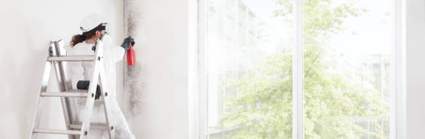 Best Mold Removal for HVAC Installations  in Morrisonvle, IL
